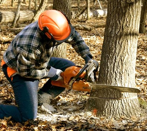 Tree Removal in Cranfills Gap, TX